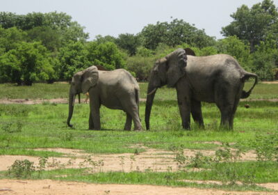 Northern Ghana Culture & Savannah Experience