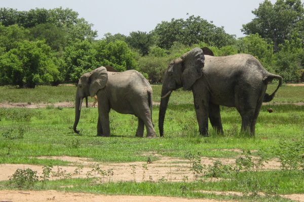 Northern Ghana Culture & Savannah Experience