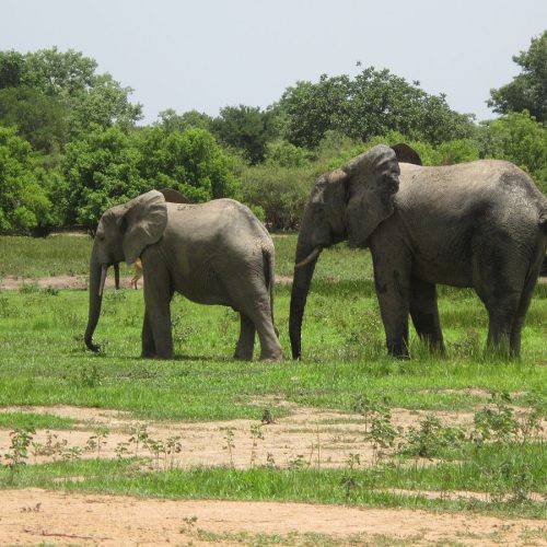 1200px-Ghanaian_wildlifolee-1